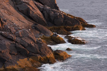 Gulls and Rocks